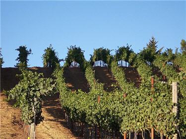 Pinot Noir vines are neatly landscaped to exploit the terroir characteristics of the Santa Cruz Mountains hillsides.